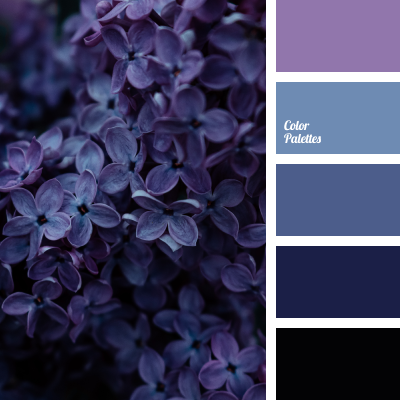 Midnight blue lilac flowers